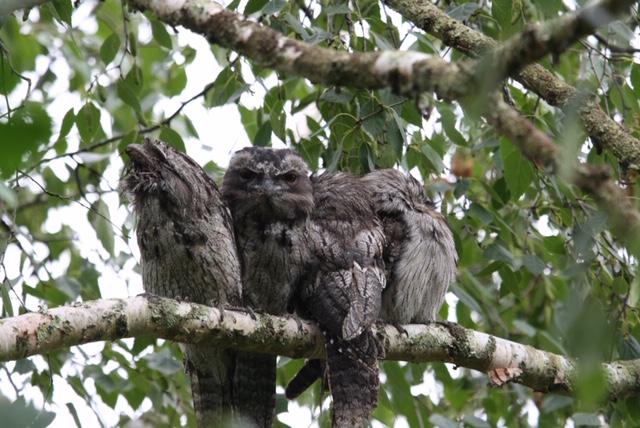 Tawny Frogmouth Owls in our Garden